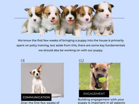 5 Things to work on with your puppy!