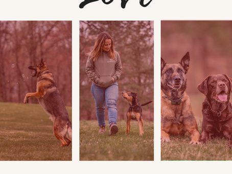 Does Your Dog Understand “I Love You”? How to Read Their Body Language