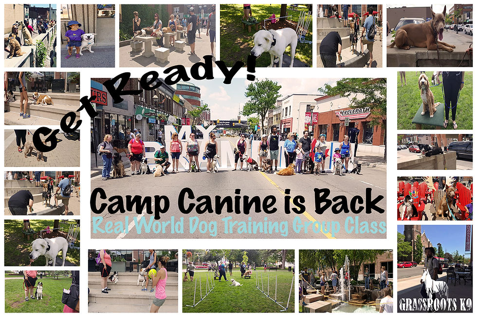 Thumbnail: Camp Canine