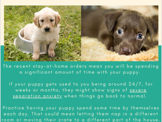 Prevent Separation Anxiety