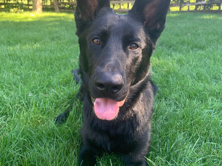 Georgina GRK9 of the Month