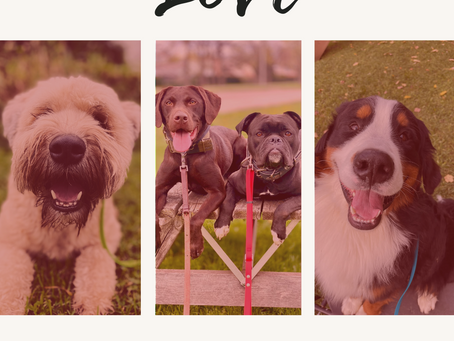 Give Your Dog the Gift of Clarity