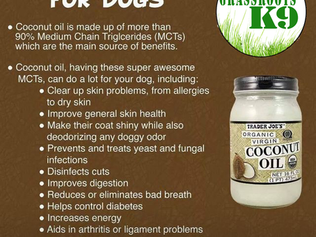 Coconut Oil for your Pups