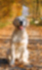 Dog Boarding