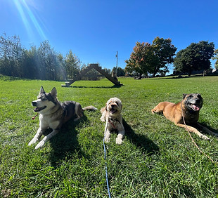 Group Dog Training