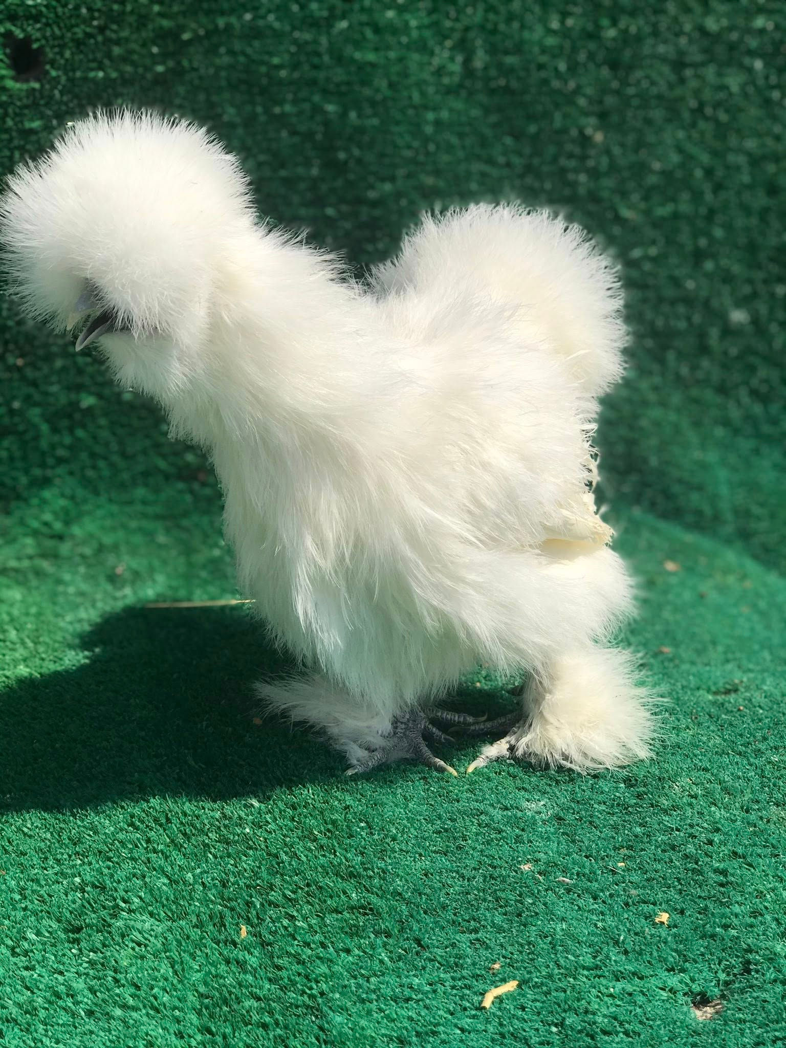 Habeş tavuğu kuluçkalık yumurta