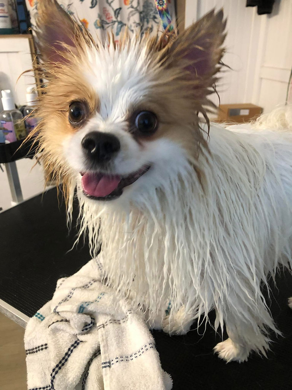 Wet Pom.jpg