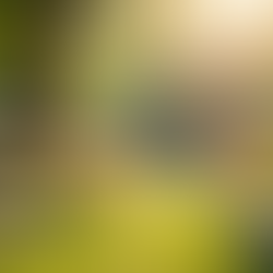 The Power of Gratitude: Cultivating an Abundance Mindset for a Richer Life