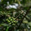 Thumbnail: Organic Indonesia Sumatra Mandheling