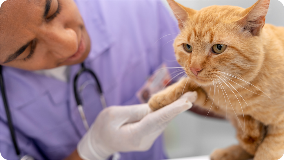 Boituva Promove Ação Gratuita de Microchipagem de Cães e Gatos