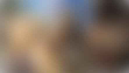 Iperó Abre Inscrições para 2º Mutirão de Castração de 2026