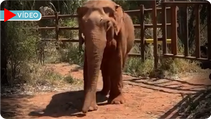 Elefante Sandro de Sorocaba Chega a Santuário e Surpreende Equipe em Adaptação