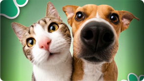 Araçoiaba Abre 1.000 Vagas para Mutirão Gratuito de Castração de Pets