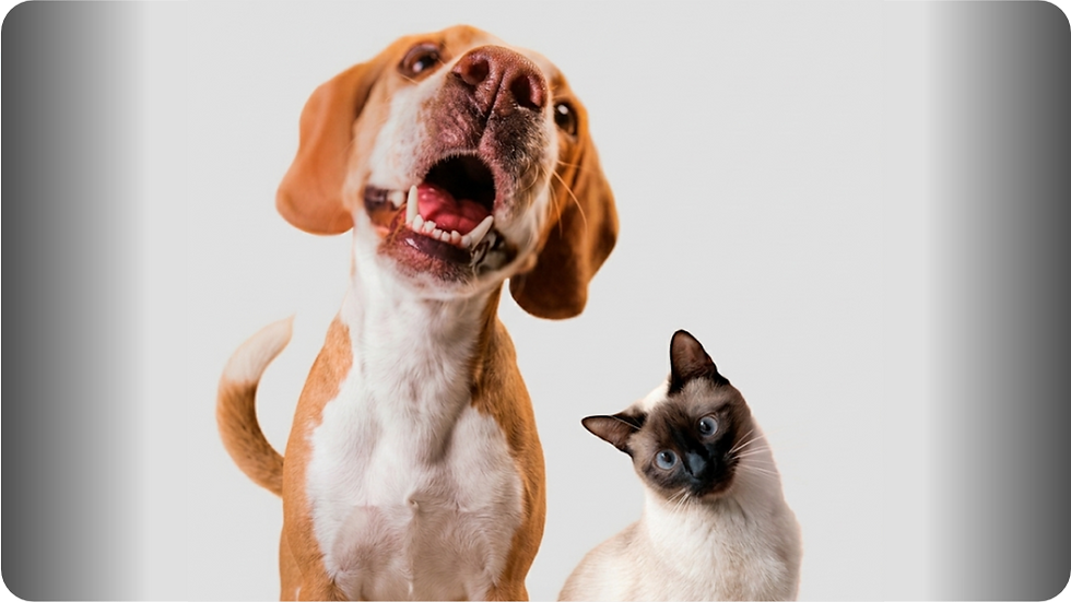 Feira de Adoção de Pets e Vacinação Acontece neste Sábado em Iperó