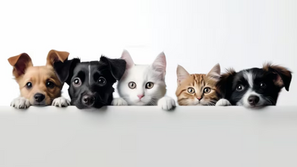 Prefeitura de Cerquilho promove Feira de Adoção de Cães e Gatos