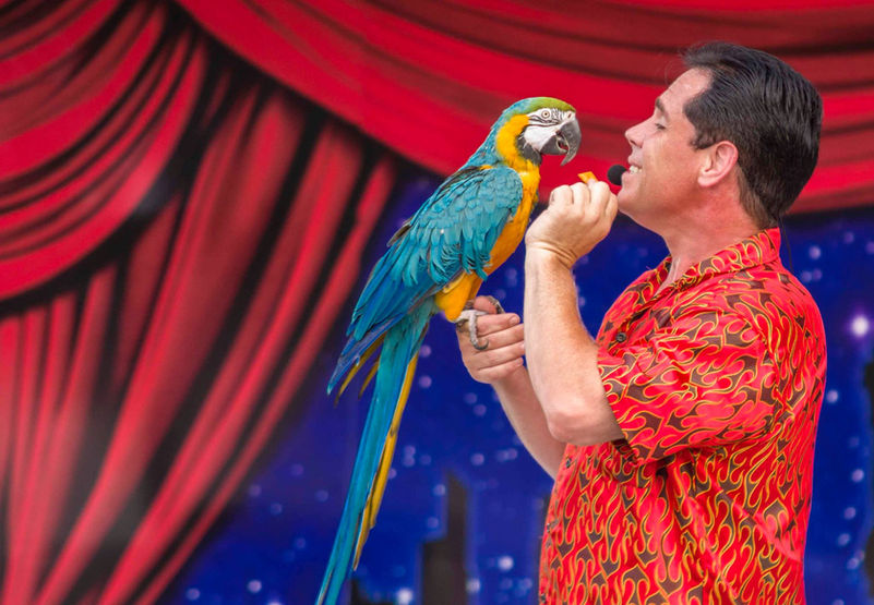 Magic show parrot trick