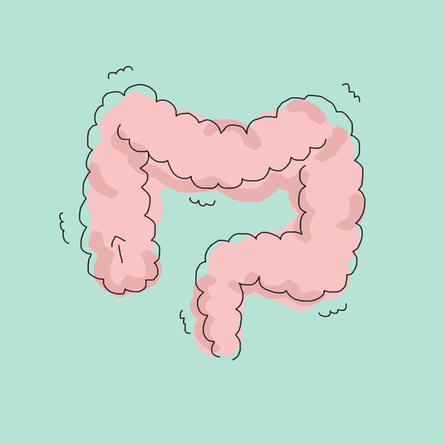 intestino.gif