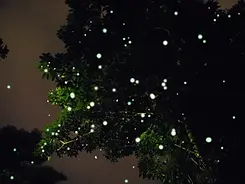 20120724072514_1670004475_2013_0.webp