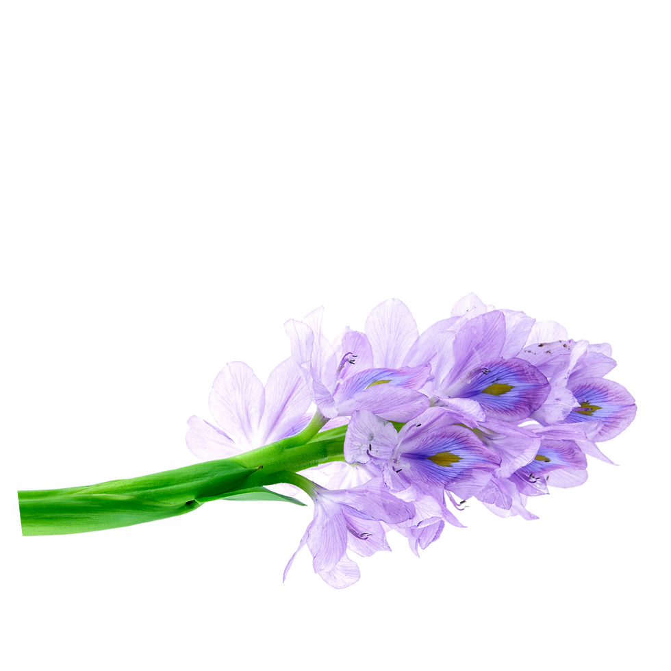 Nighte (7).png