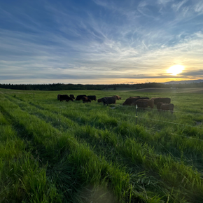 sun set in grass