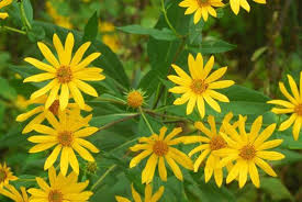 flowers.jpeg