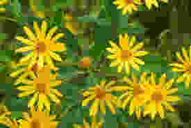 flowers.jpeg