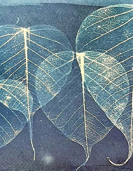 cyanotype_edited.jpg