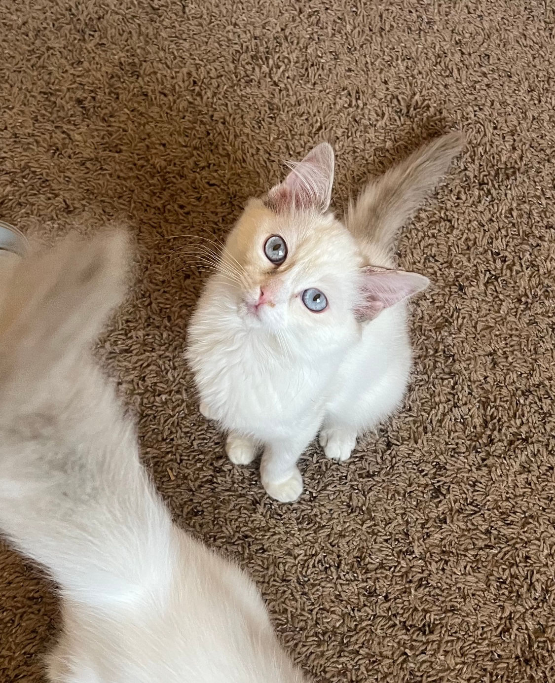 Ragdoll - Female