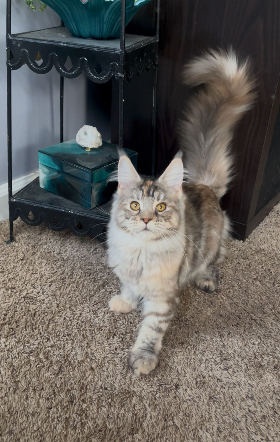 Maine Coon - Penny