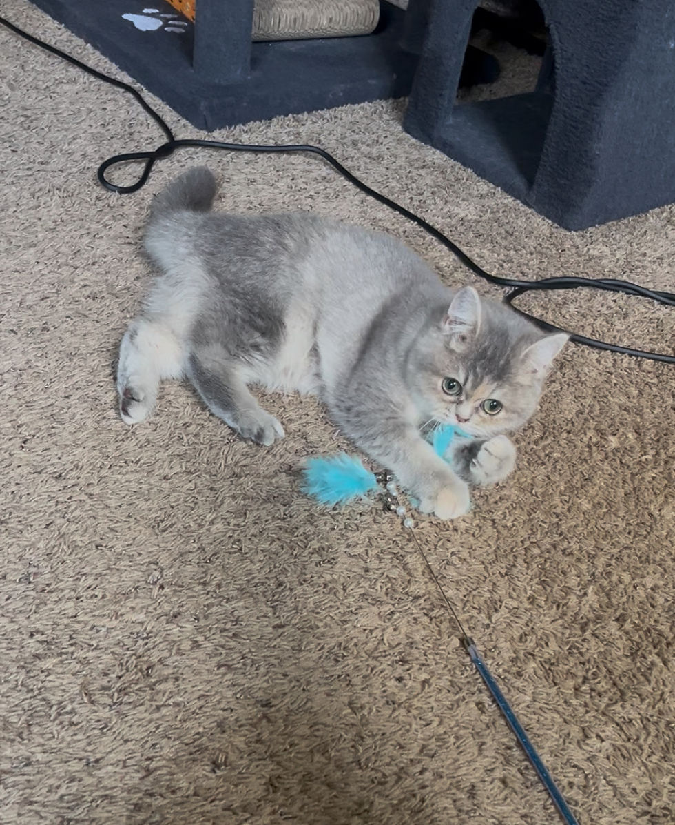 Thumbnail: British Shorthair - Saturday