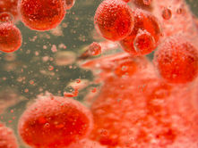 Research Roundup with Paul Whiteley