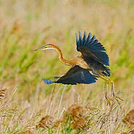 516962_0.jpg