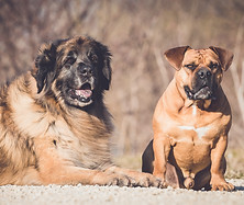 Leonberger Rüde liegend mit Old English Bulldogge sitzend daneben