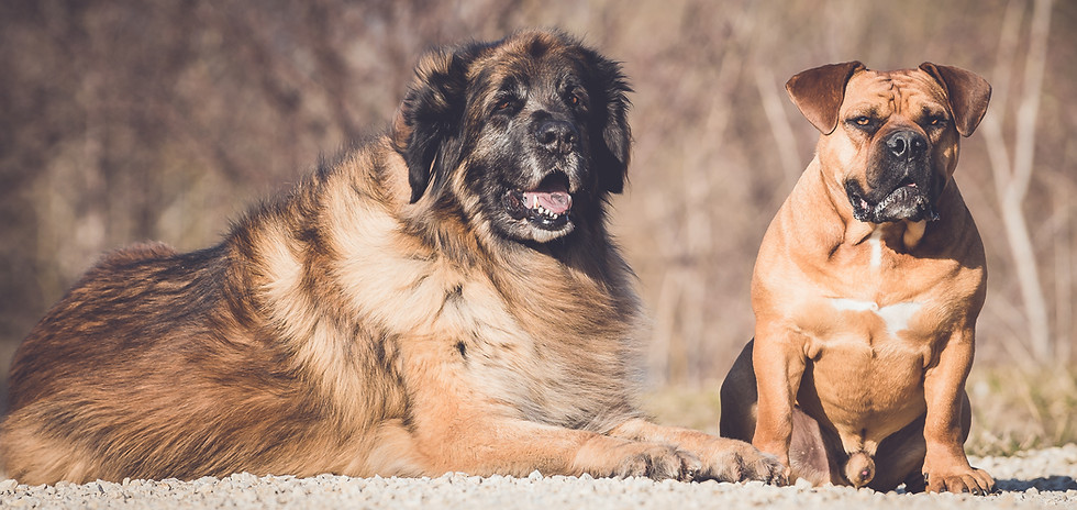 Leonberger und Old English Bulldogge in der Natur
