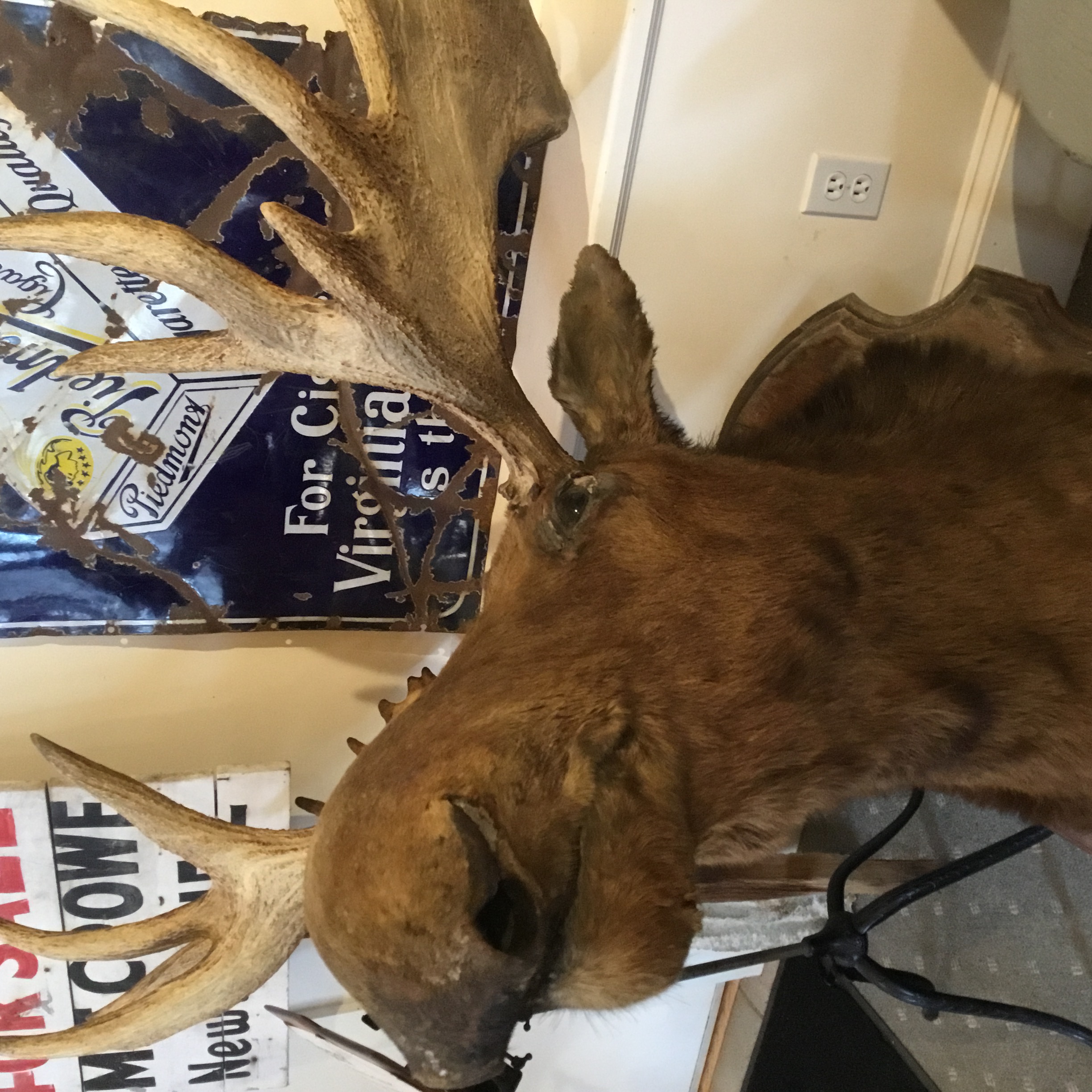 Harris the Moose