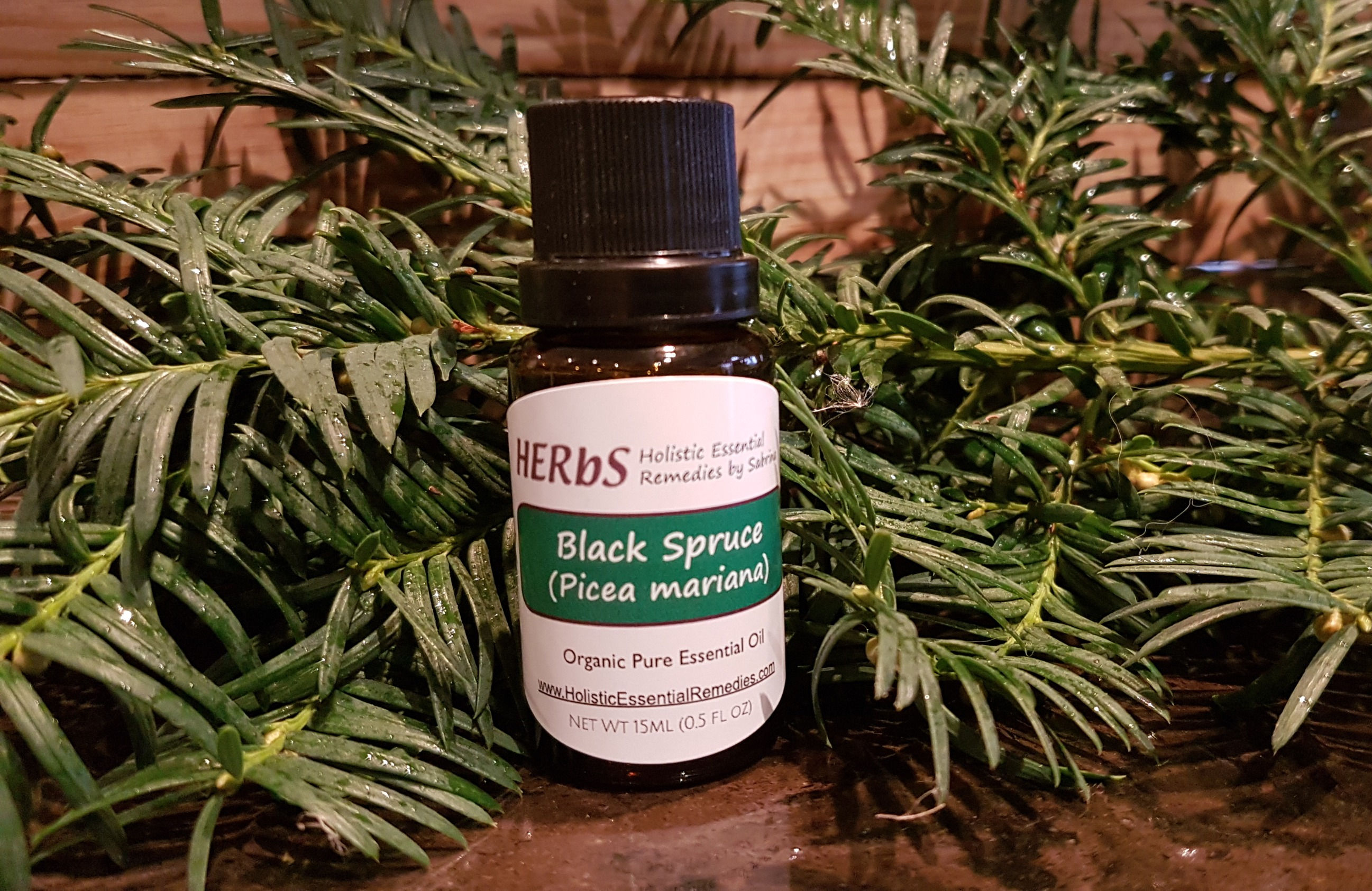 Black Spruce Essential Oil