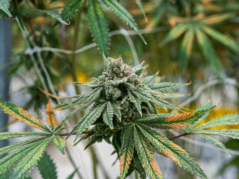 מה הופך קנאביס לקראפט אמיתי?