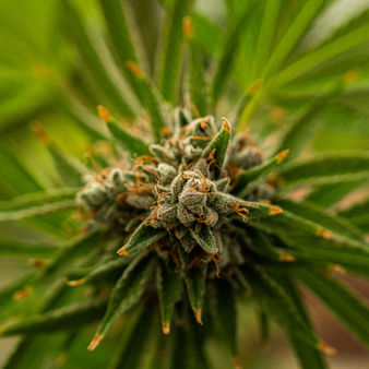 גידול אינדור פרימיום