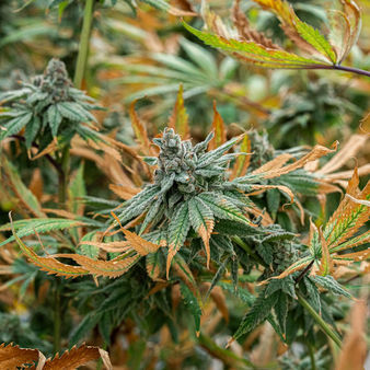 חוות גידול קנאביס רפואי