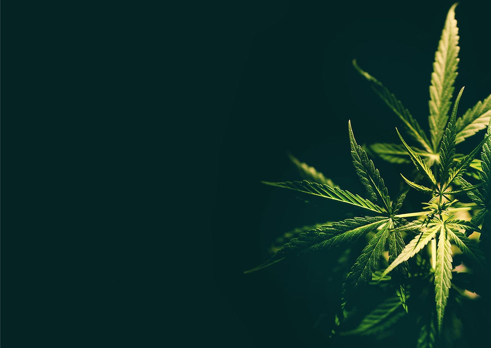 תקנים בינלאומיים בקנאביס , למה זה חשוב?