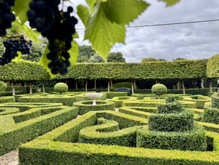 An image of beautiful topiary