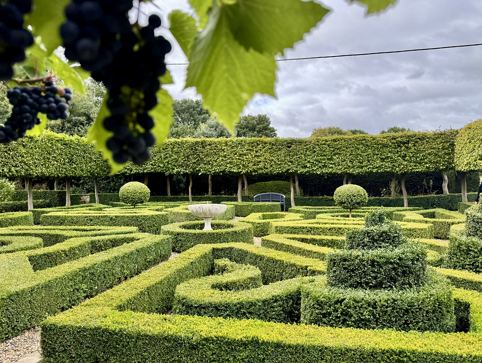An image of beautiful topiary
