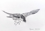 Cours de dessin de Daniel Delaunay. Janvier 2024, Aquarelle en liberté, Veyras.