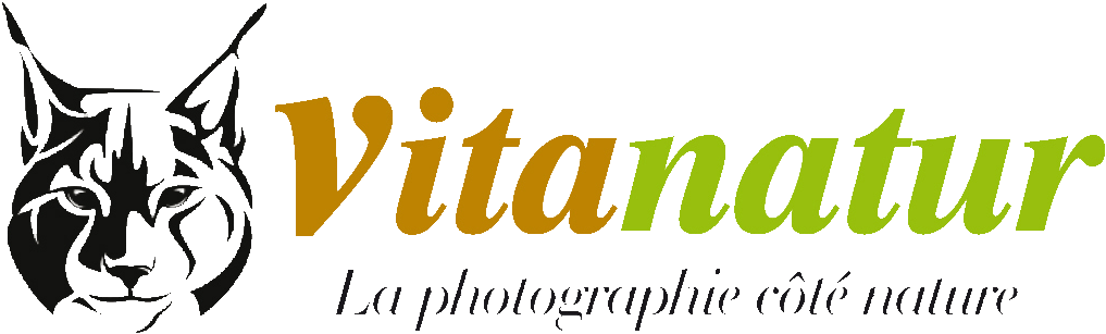 Vita-calque.gif