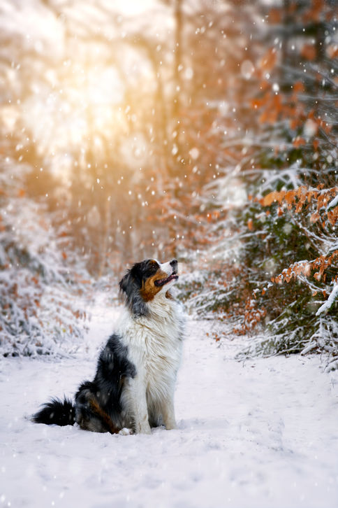 Hundeportrait Outdoor Australian Shepherd Winter
