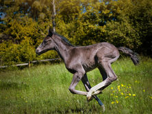 Dunkles Fohlen galoppiert energisch durch grüne Wiese, sonnige Bäume im Hintergrund.