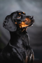 Hunde Portrait Studio Bracke