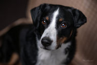 Hundeportrait im Studio in Masburg