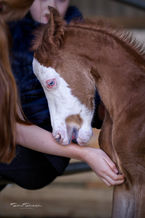 Braunes Fohlen mit weißer Blesse wird sanft von Händen gehalten.