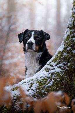 Hundeportrait eines Appenzellersennenhundes im Schnee